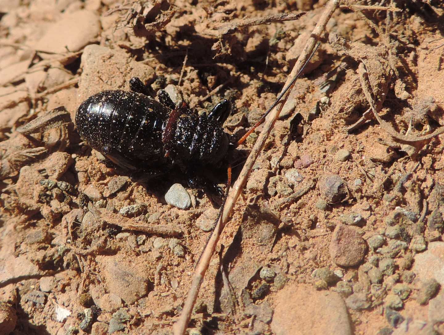 Eugaster cf. berlandi, Tettigoniidae